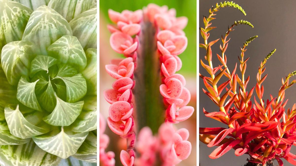 Haworthia Cymbiformis White Tiger The Kalanchoe daigremontiana Pink Butterfly and Crassula Capitella Campfire